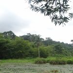 la ferme piscicole, les arbres, des richesses du parc national du Banco (1)