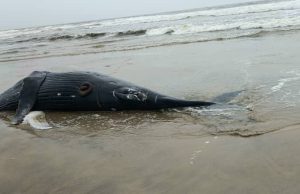 Espèce animale : Une baleine retrouvée morte à Assinie