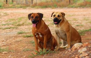 Drame à Agboville : Mordu par le chien de son neveu, il tranche la gorge de son oncle…