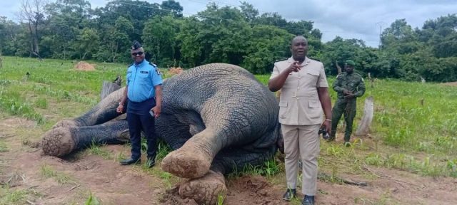 Eléphant tué