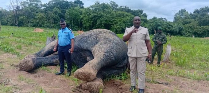 M’Bengué : Un éléphant électrocuté près de Tiétougou